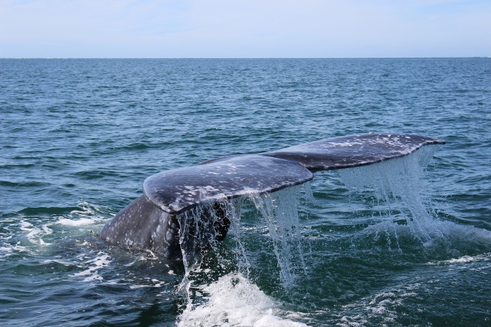 Grey Whale tour with KUYIMA Tours, LAGUNA SAN IGNACIO, Baja California