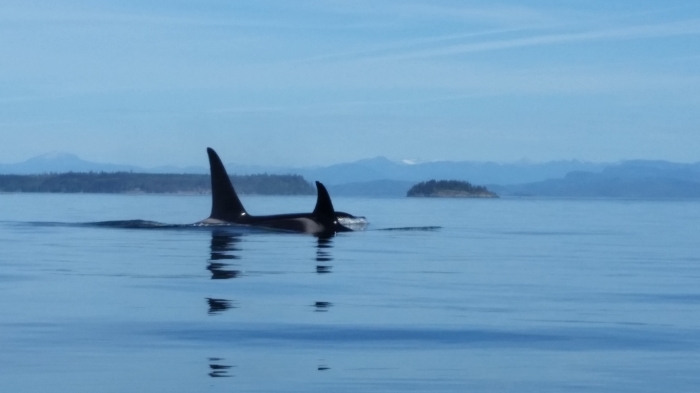Killer whales, Telegraph Cove, North Vancouver Island 